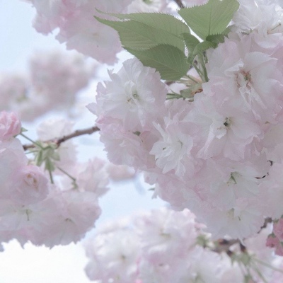 兽设拟人化设计技巧兽圈社群